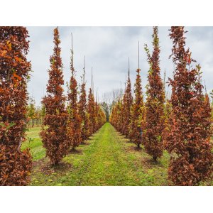 Dub dvojdomý (Quercus x bimundorum) ´CRIMSON SPIRE´ - výška 200-250 cm, kont. C30L 